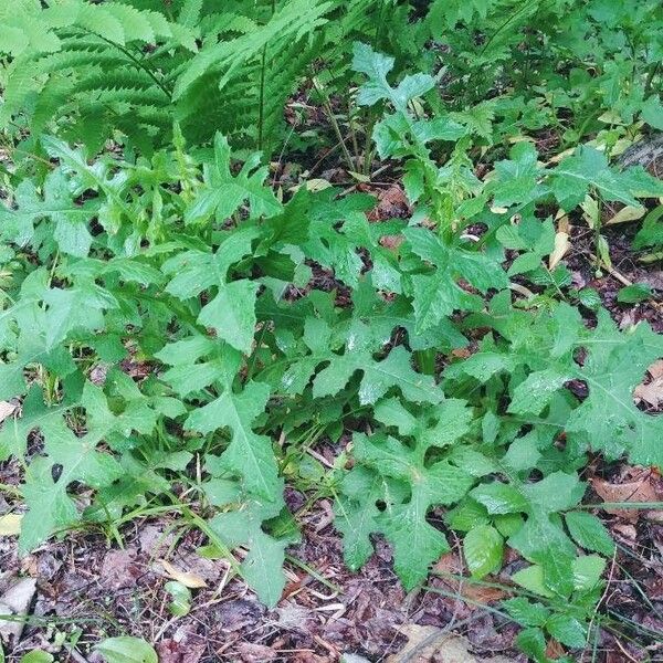 Lactuca floridana برگ