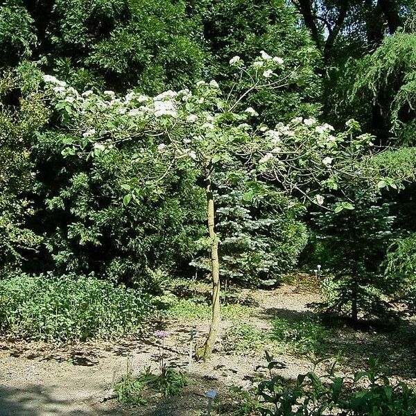 Cornus nuttallii Hábito