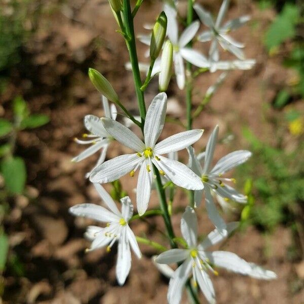 Anthericum liliago फूल