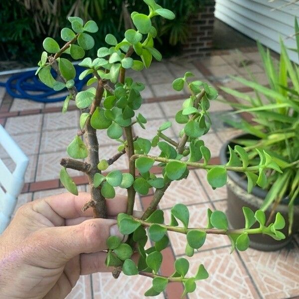 Crassula ovata برگ