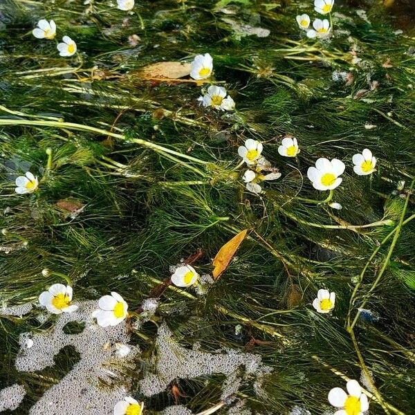 Ranunculus fluitans موطن