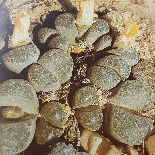 Lithops helmutii Vivejo