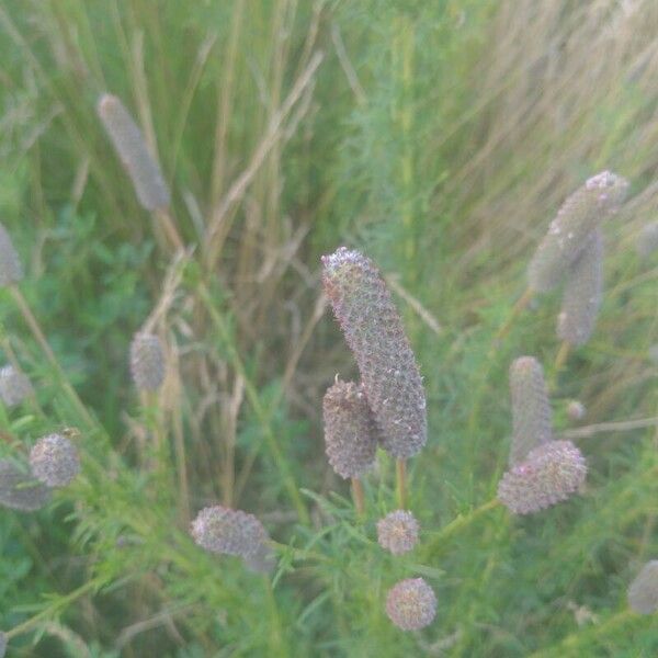 Dalea purpurea Lorea