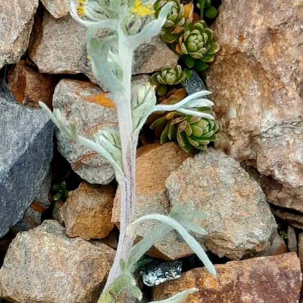 Artemisia umbelliformis Bark