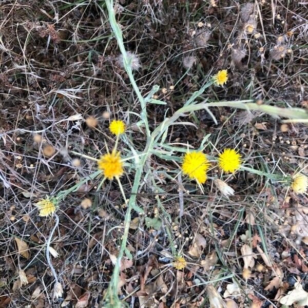 Centaurea solstitialis Žiedas