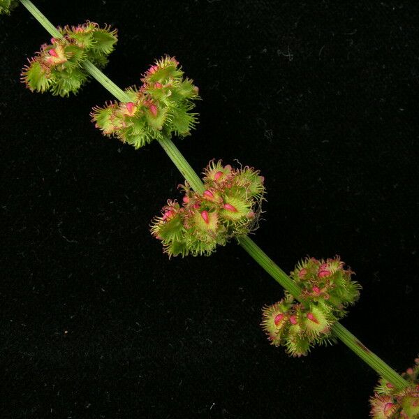 Rumex nepalensis 整株植物