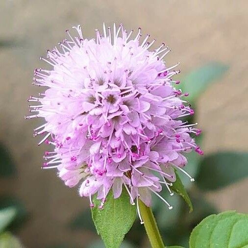 Mentha aquatica ফুল