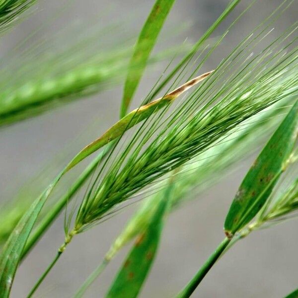 Hordeum murinum পাতা