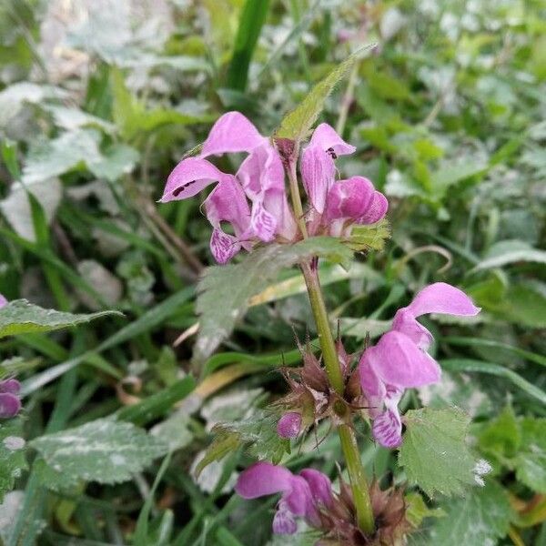 Lamium maculatum Kvet