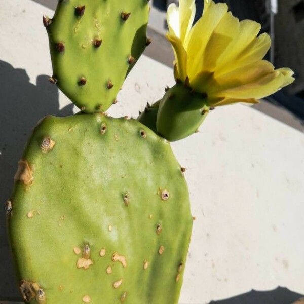 Opuntia ficus-indica Blomst