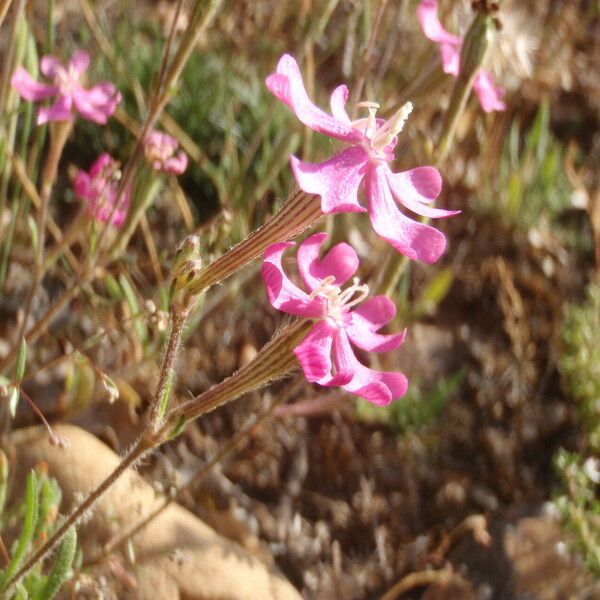 Silene scabriflora Квітка