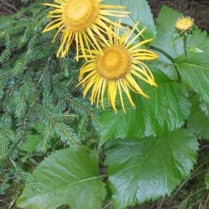 Inula helenium Bloem