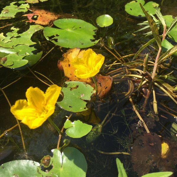 Nymphoides peltata Buveinė