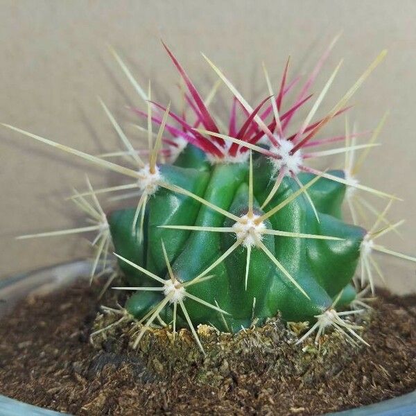 Ferocactus pilosus Кора