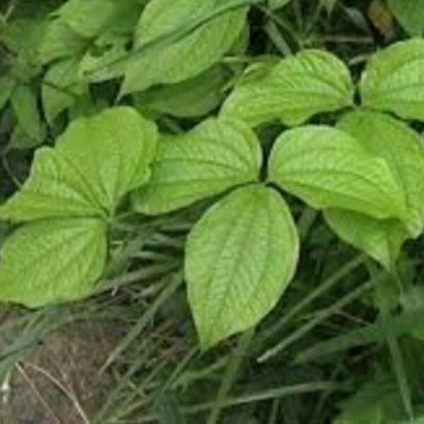 Dioscorea hispida (Asiatic bitter yam)
