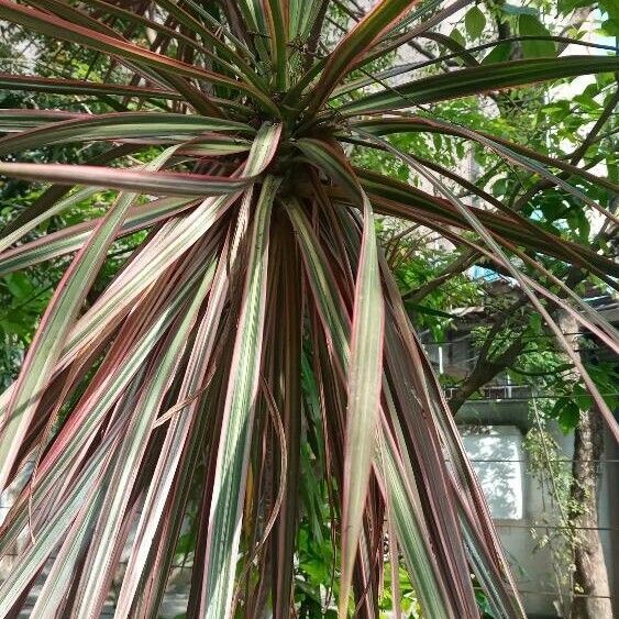 Cordyline australis Folha