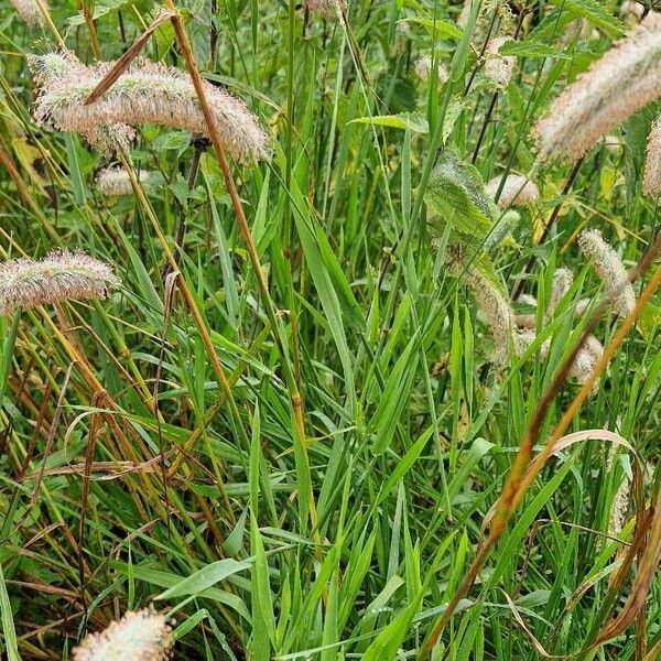 Phleum pratense Ліст