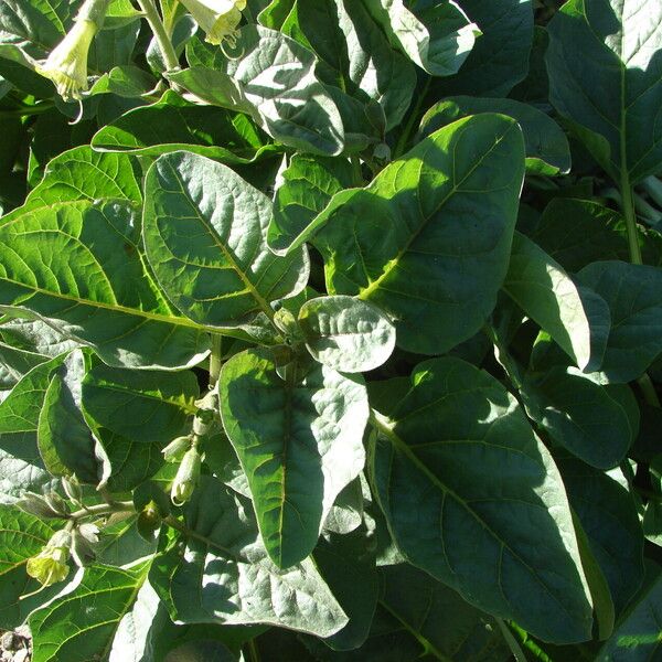 Nicotiana rustica Leaf