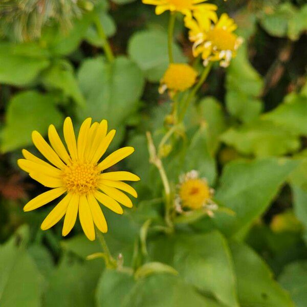 Doronicum austriacum പുഷ്പം