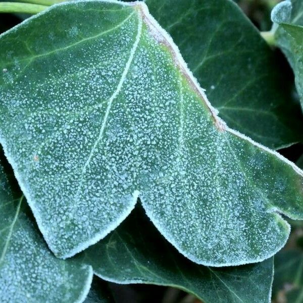 Hedera hibernica 葉