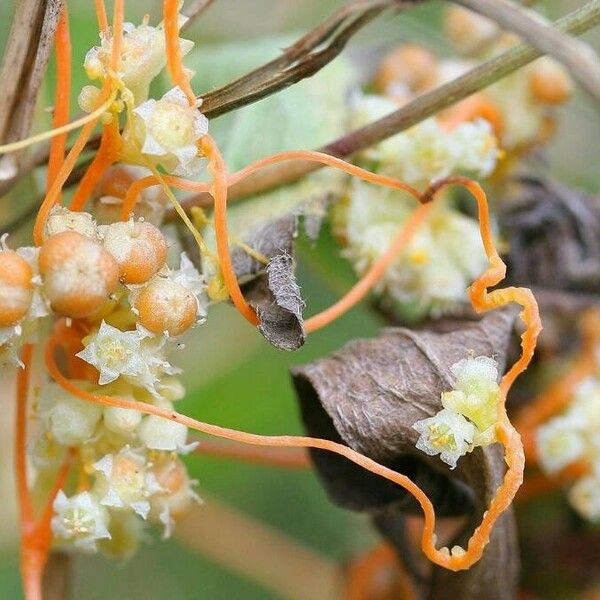 Cuscuta campestris Cvet