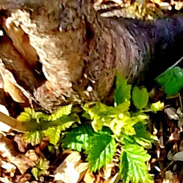 Betula occidentalis Leaf