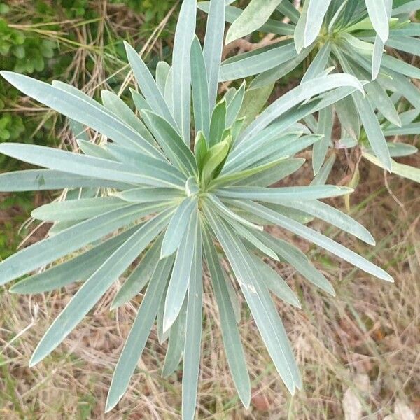 Euphorbia characias Leaf