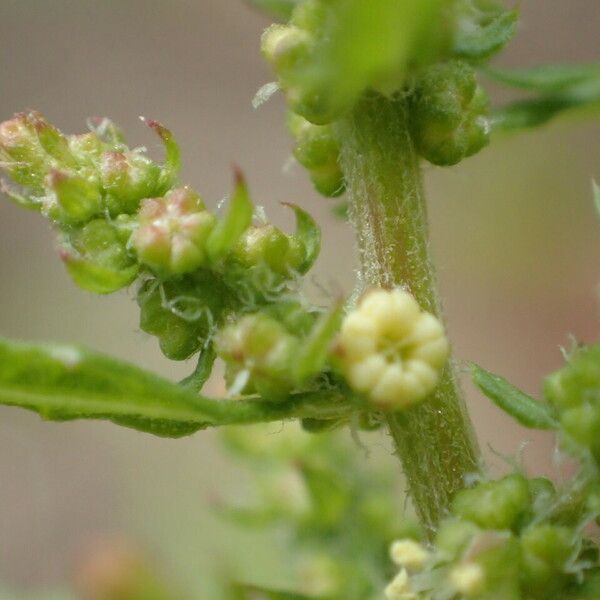 Dysphania ambrosioides Blomst