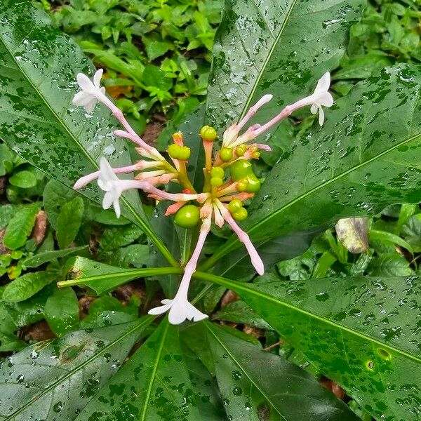 Rauvolfia serpentina Flower