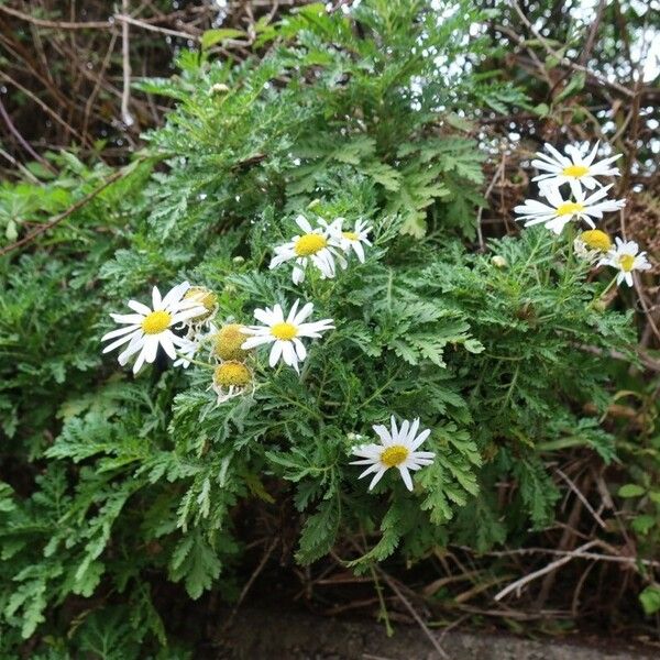 Argyranthemum broussonetii Кветка