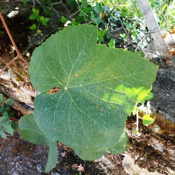 Vitis labrusca Folha