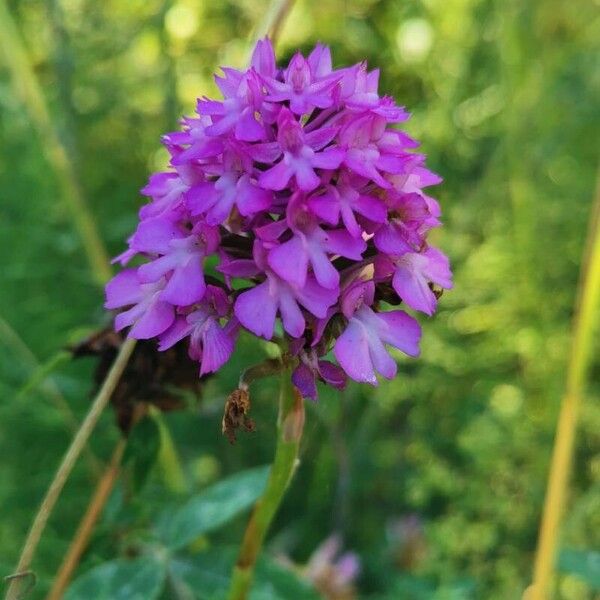 Anacamptis pyramidalis Flower