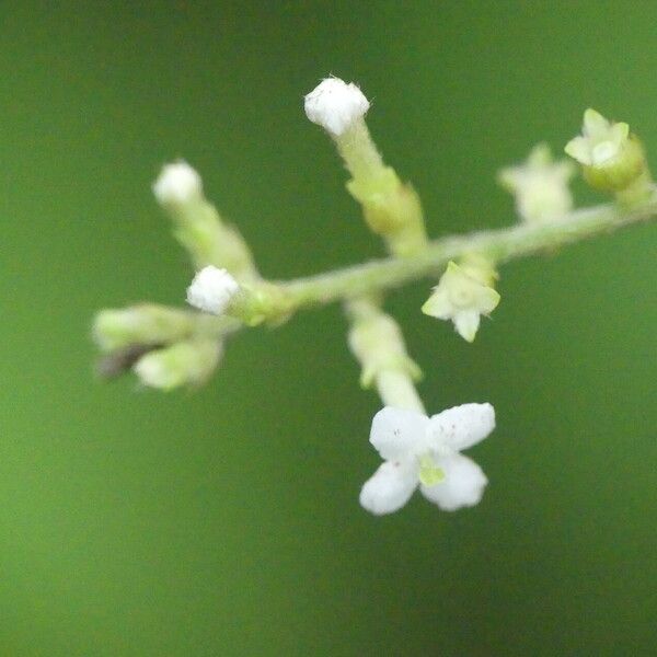 Gonzalagunia dicocca Flors