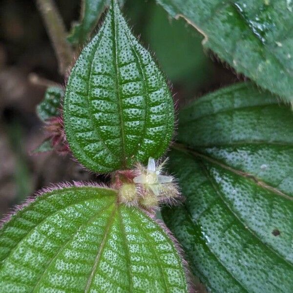 Miconia cephaloides Кветка