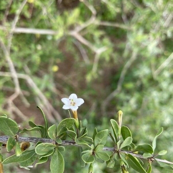 Lycium shawii Flower
