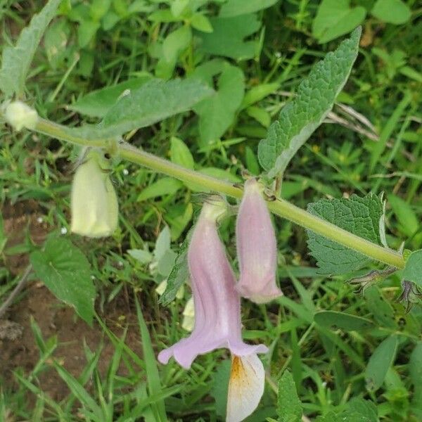 Sesamum sesamoides Flower