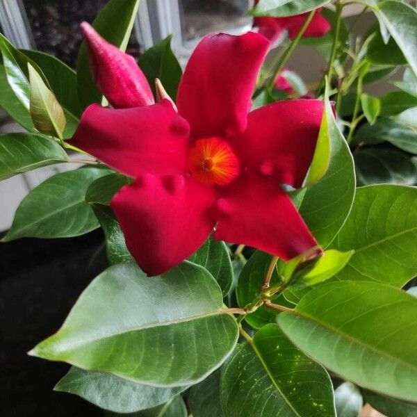 Mandevilla sanderi Flower