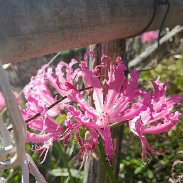 Nerine undulata Çiçek