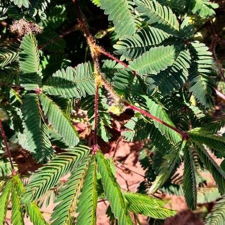 Mimosa pudica Leaf