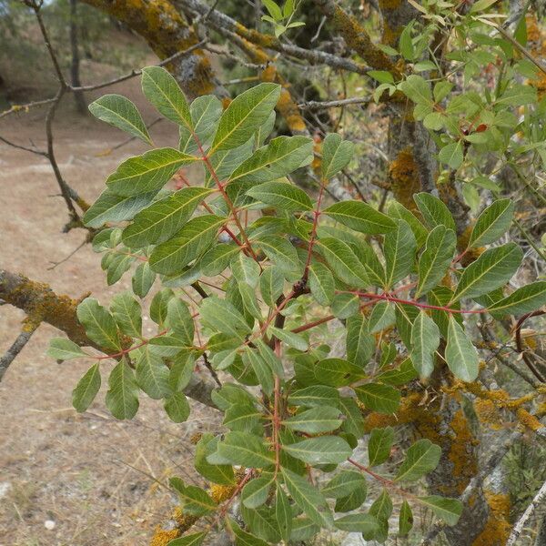 Pistacia terebinthus Levél