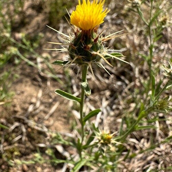 Centaurea melitensis 花