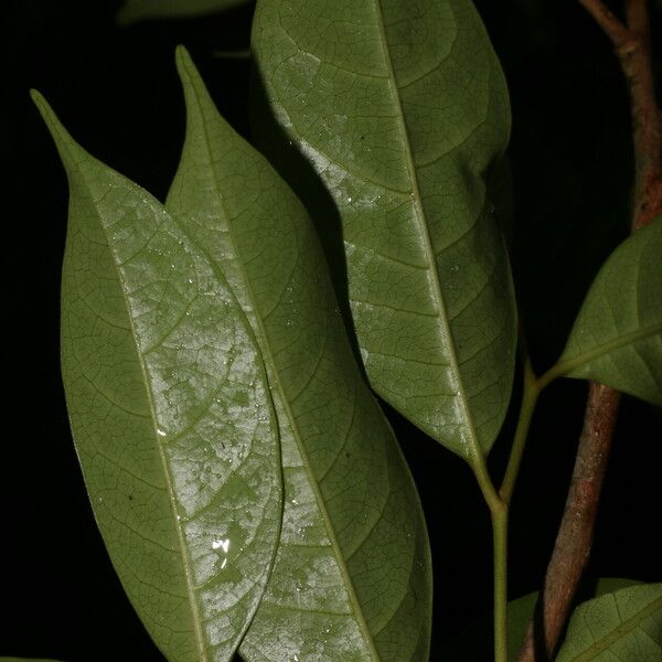 Sarcaulus brasiliensis Leaf