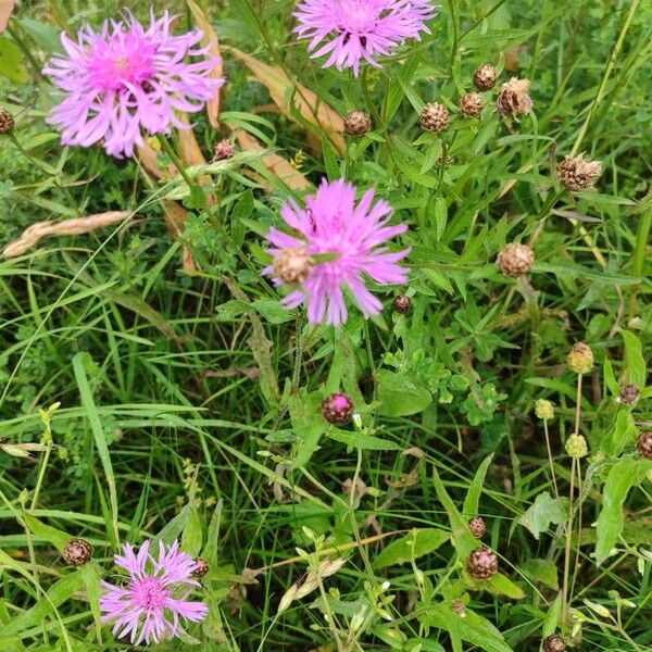 Centaurea nigrescens Natur