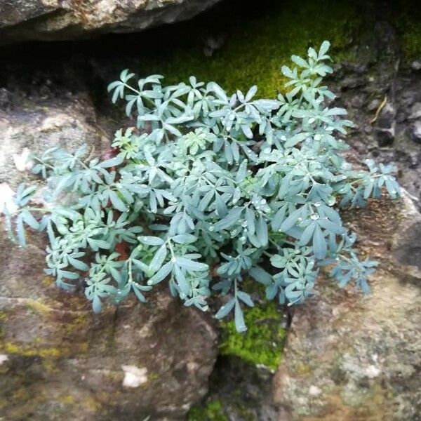 Ruta chalepensis Lehti