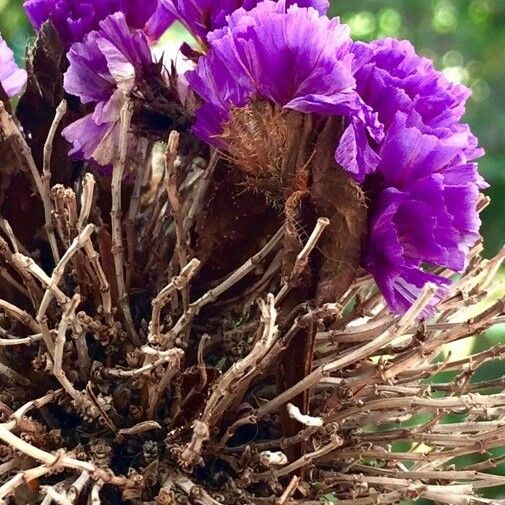 Limonium sinuatum 花