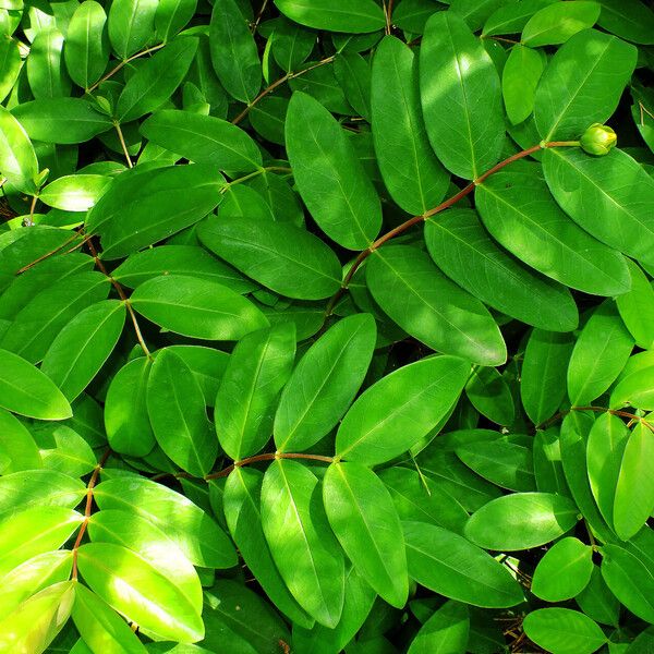 Hypericum calycinum Frunză