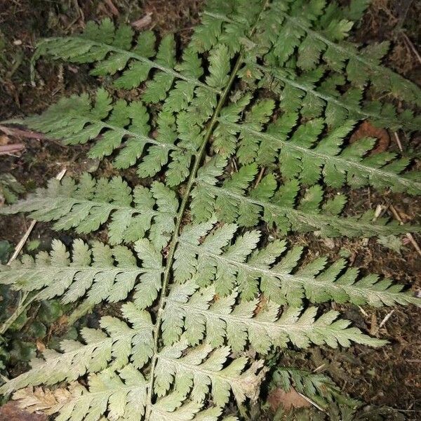 Dryopteris aemula Fulla