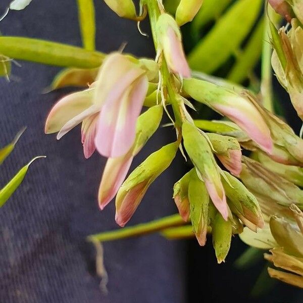 Astragalus atropilosulus Virág