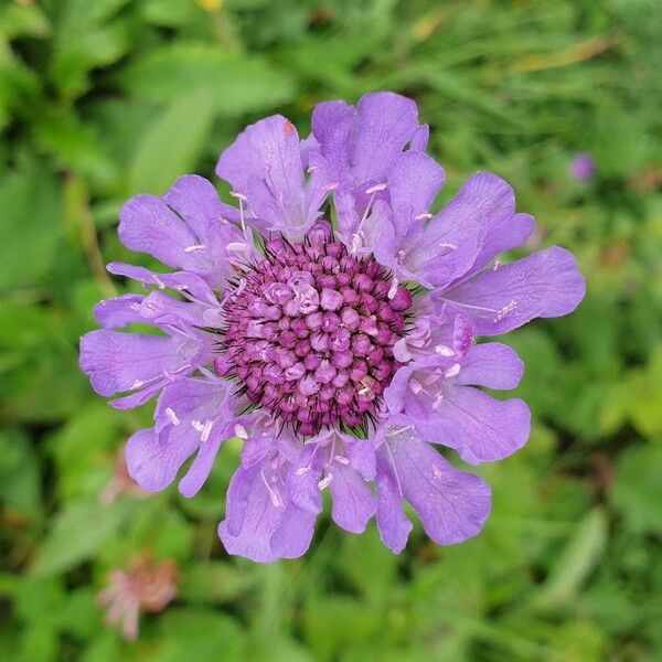 Scabiosa lucida Flower