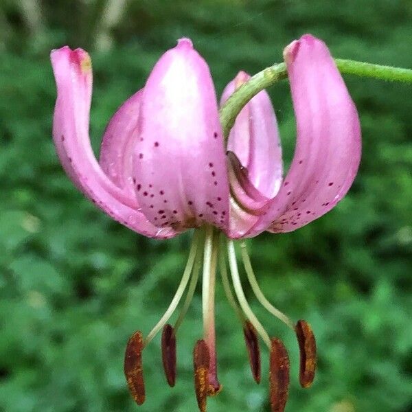 Lilium martagon Кветка